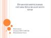 Правоохранительные органы Краснодарского края