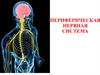 Периферическая нервная система