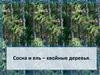 Сосна и ель – хвойные деревья