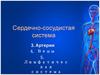 Артерии. Вены. Лимфатическая система