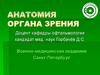 Анатомия органа зрения