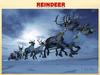 Reindeer (part 6)