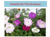 Семейство Пасленовые