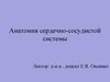 Анатомия сердечно-сосудистой системы