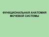 Функциональная анатомия мочевой системы
