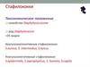 Стафилококки. Стрептококки