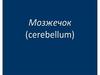 Мозжечок. Функции мозжечка