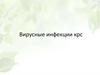 Вирусные болезни схж - крс, мрс