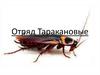 Отряд Таракановые