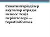 Скватинтәрізділер акулалар отряды немесе Теңіз періштелері --Squatiniformes