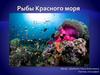 Рыбы Красного моря