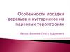 Особенности посадки деревьев и кустарников на парковых территориях
