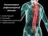 Сегментарно-рефлекторный массаж