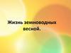 Жизнь земноводных весной