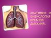 Анатомия дыхания