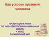 Как устроен организм человека