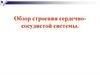 Обзор строения сердечно-сосудистой системы
