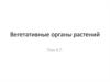Вегетативные органы растений