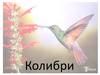 Колибри (фотографии)