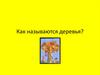 Как называются деревья?
