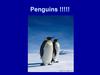 Penguins