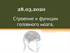 Строение и функции головного мозга