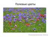 Полевые цветы