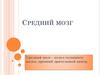 Средний мозг