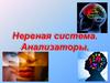 Нервная система. Анализаторы