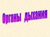 Органы дыхания