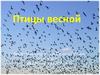 Птицы весной