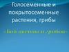 Голосеменные и покрытосеменные растения, грибы. «Бой цветов и грибов»