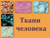 Ткани человека