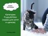 Категории Puppy&Kitten (корма для котят и щенков)