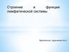 Строение и функции лимфатической системы