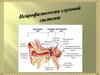 Нейрофизиология слуховой системы