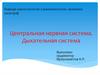 Центральная нервная система. Дыхательная система