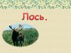Лось – самый древний представитель из семейства оленей