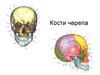 Кости черепа человека