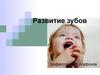 Развитие зубов. Закладка зачатков зубов