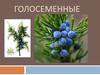 Голосеменные