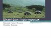 Цікаві факті про черепах. 7 клас