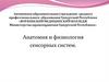 Анатомия и физиология сенсорных систем