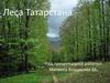 Леса Татарстана
