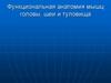 Функциональная анатомия мышц головы, шеи и туловища