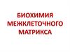 Биохимия межклеточного матрикса
