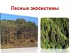 Лесные экосистемы. Лекция 6-16
