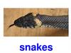 Snakes and crocodiles