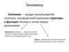 Геномика. Разделы геномики