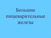 Большие пищеварительные железы. Функции печени